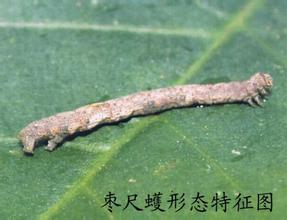 如何防治枣尺蠖对枣树的危害枣尺蠖又称枣步曲,属鳞翅目,尺蠖蛾科
